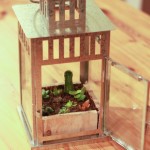 Succulent lantern planter DIY