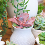 Wedding succulent centerpieces