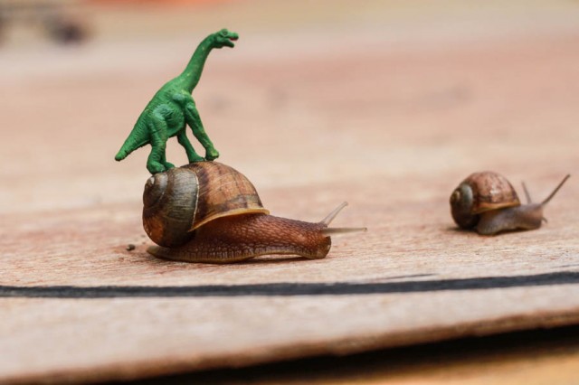 Snails Racing : Decorate snails and do some snail races!