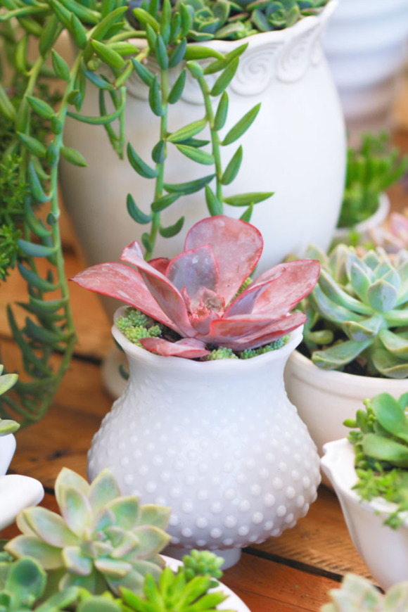 Wedding Succulent Centerpieces - DIY 