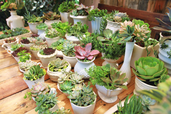 Wedding succulent centerpieces