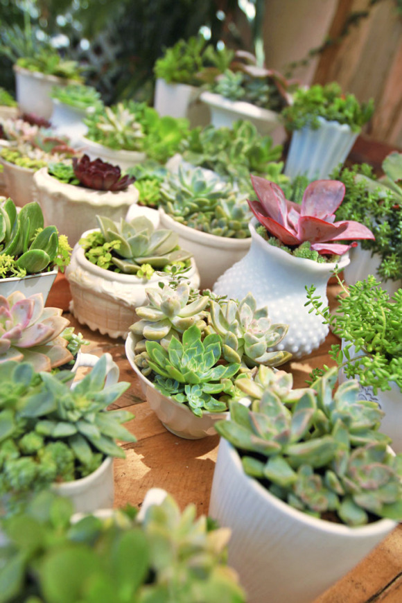 Wedding Succulent Centerpieces - DIY 