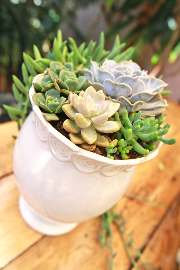 Wedding Succulent Centerpieces - DIY 