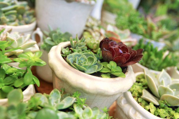 Succulent wedding centerpieces