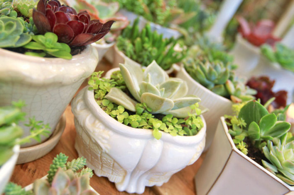 Succulent wedding centerpieces