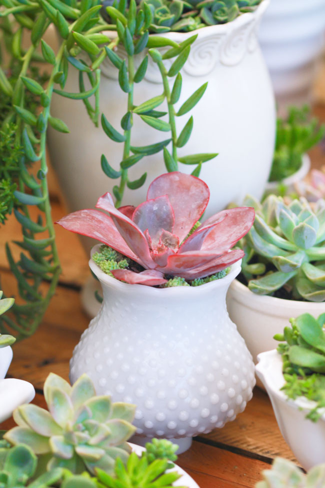 wedding succulents centerpieces featured